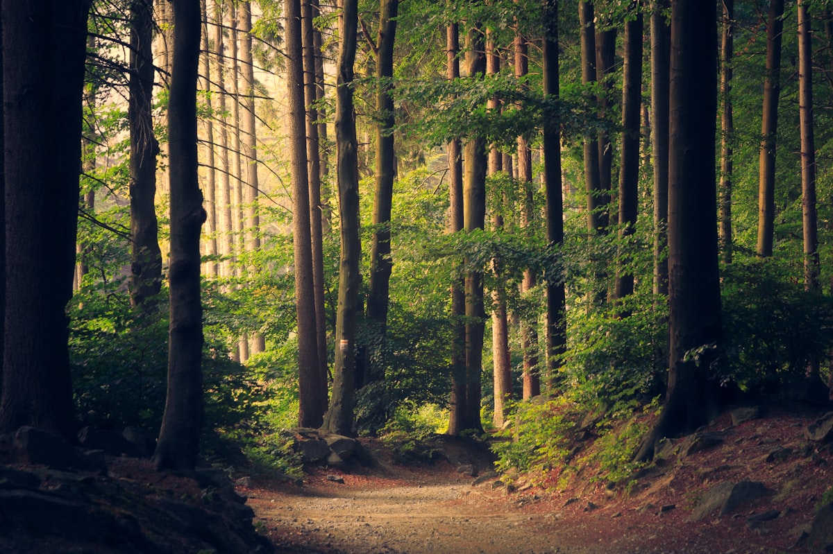 Lush green forest canopy representing sustainability and environmental responsibility